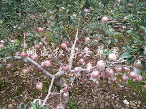 农副产品和土特产购销专栏 油料及农副产品收购指南