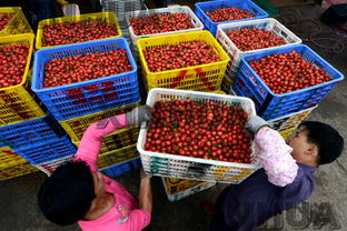 广西百色 西红柿销售红火 油料及农副产品收购繁荣