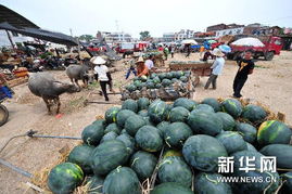 拉锯与突围 滞销伤农背后的困局与出路